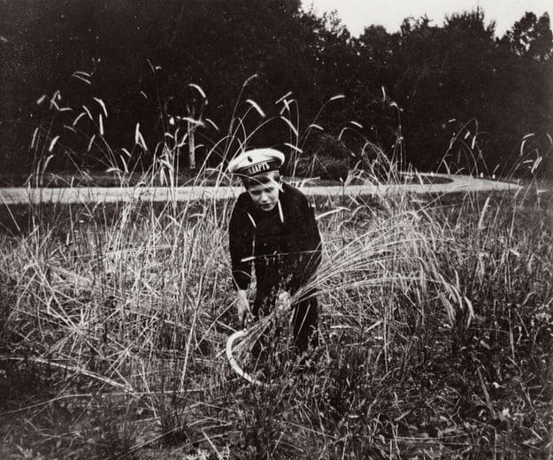 Цесаревич Алексей собирает урожай ржи на своём поле в Царском Селе